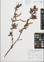 Foto von Salix fragilis L.